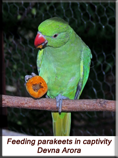 Devna Arora - Feeding parakeets in captivity